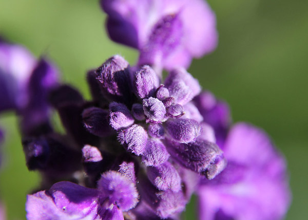 Canon RF-S 18-150mm 3.5-6.3 IS + BMC Macro Close-Up +3 (55mm)